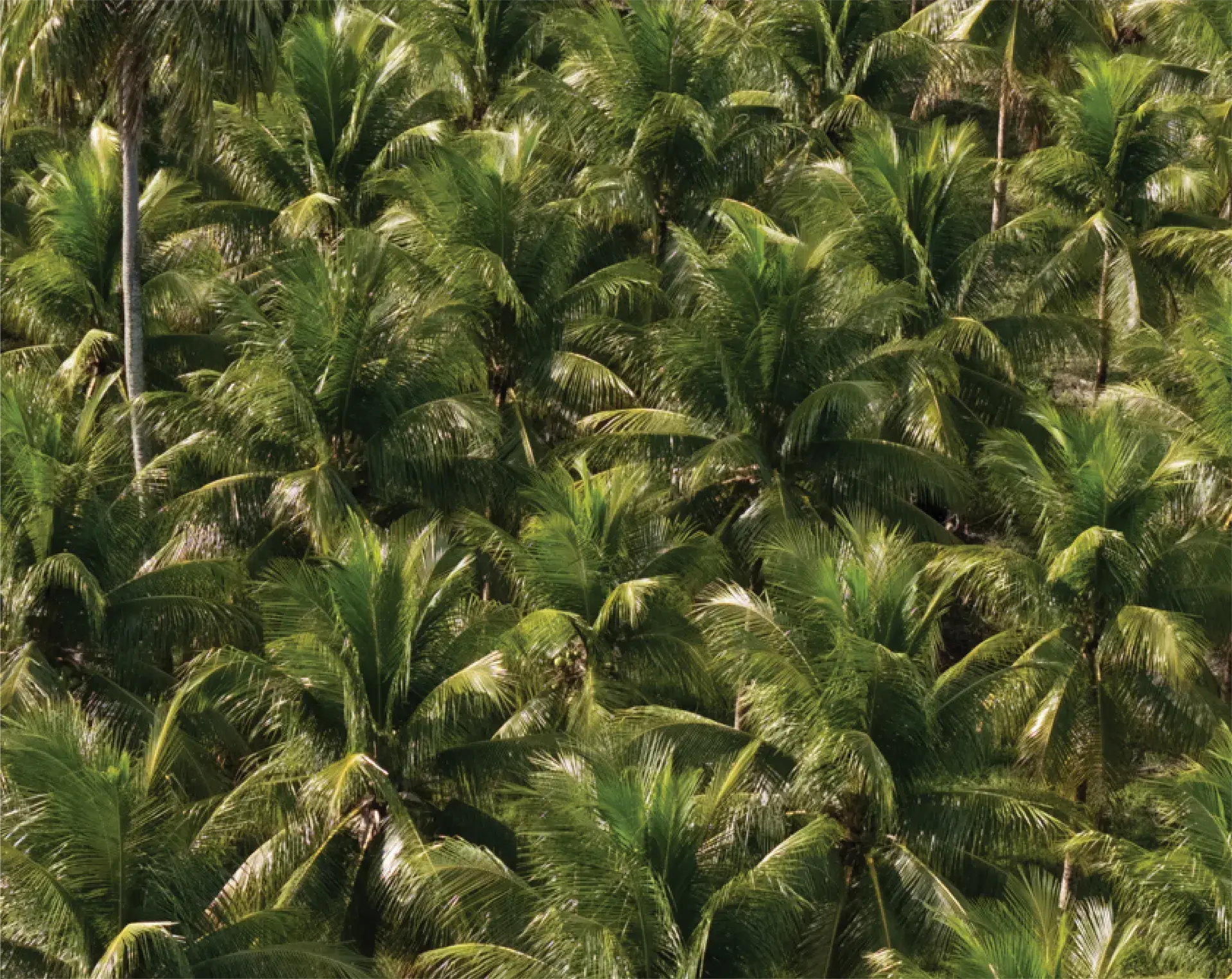 Visão aérea de palmeiras